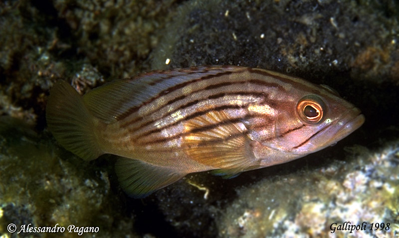 Epinephelus costae